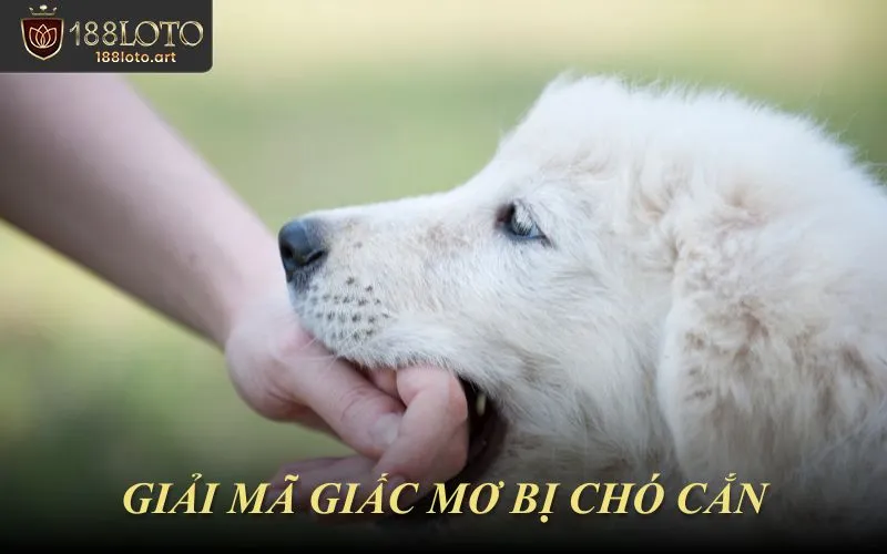 Giải Mã Ý Nghĩa Khi Mơ Thấy Bị Chó Cắn Theo Từng Trường Hợp