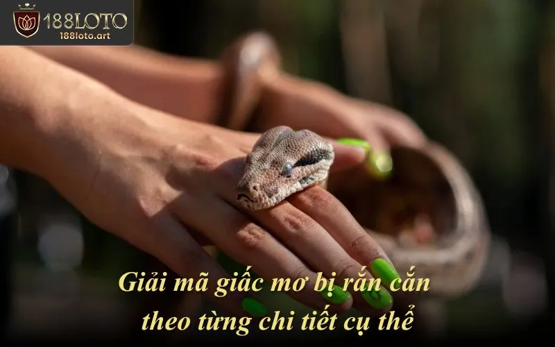 Giải mã giấc mơ bị rắn cắn theo từng chi tiết cụ thể