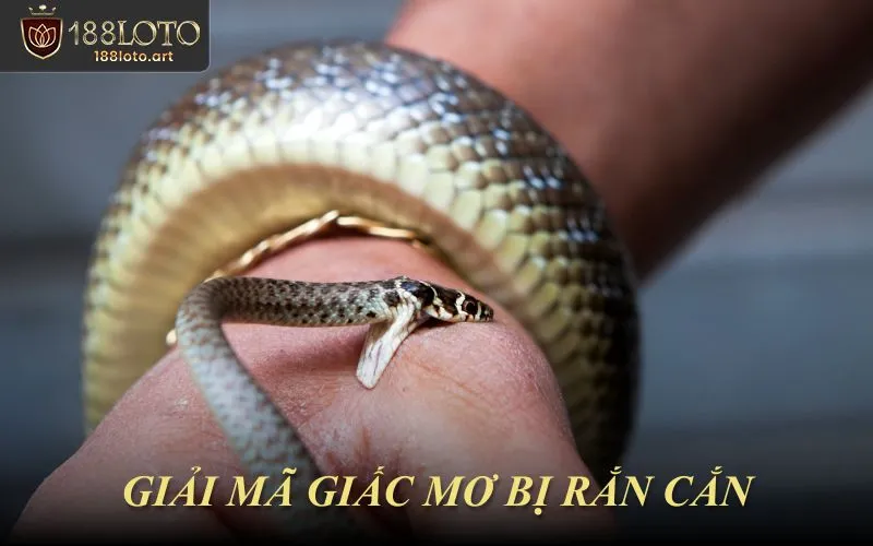 Giải Mã Giấc Mơ Bị Rắn Cắn Và Ý Nghĩa Theo Từng Tình Huống