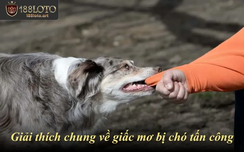 Giải thích chung về giấc mơ bị chó tấn công