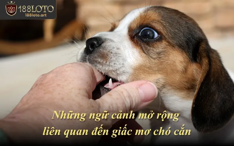 Những ngữ cảnh mở rộng liên quan đến giấc mơ chó cắn