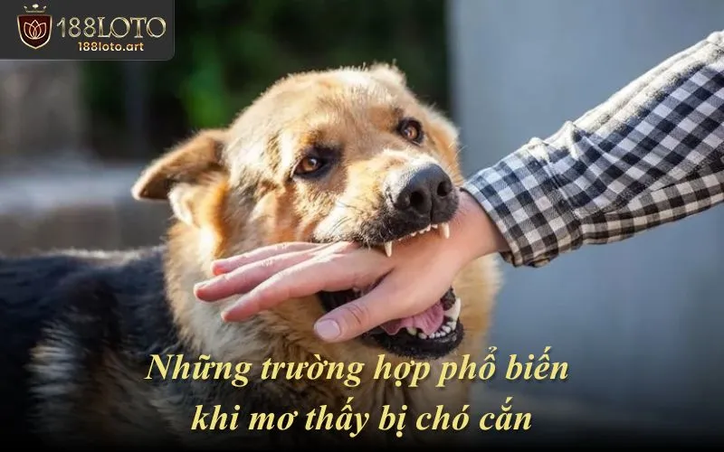 Những trường hợp phổ biến khi mơ thấy bị chó cắn