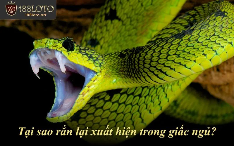 Tại sao rắn lại xuất hiện trong giấc ngủ?